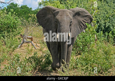 L'éléphant au Botswana, l'Afrique. Banque D'Images