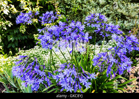 Agapanthus Blue plante de jardin d'été. Banque D'Images