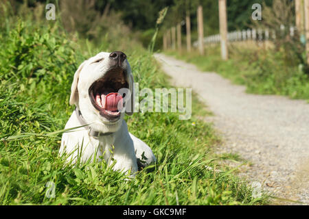 Un yonung mignon chien chiot le bâillement tout en se trouvant sur l'extérieur gorund Banque D'Images