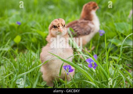 Deux poussins de Pâques l'exploration à l'extérieur dans l'herbe sauvage à fleurs violettes Banque D'Images