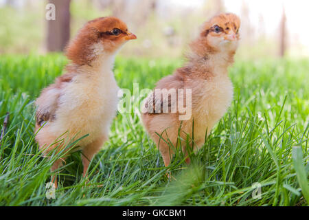 Deux poussins duveteux nouvelle exploration de l'herbe au printemps Banque D'Images