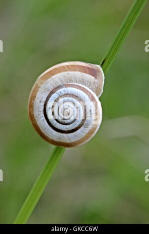 Western heath sur dornberg escargot Banque D'Images