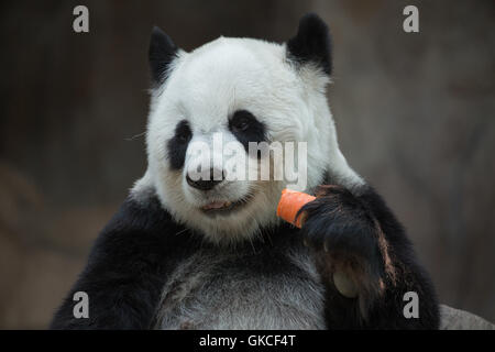 Panda Banque D'Images