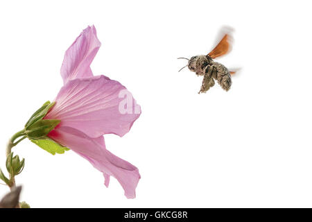 Apidae vol xylocopinaeblack bumblebee pollinisant une fleur d'hibiscus rose Banque D'Images