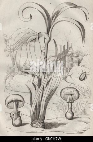 L'Amanita caesarea (César) de champignons/muscaria (agaric fly). Amaryllis, 1834 Banque D'Images