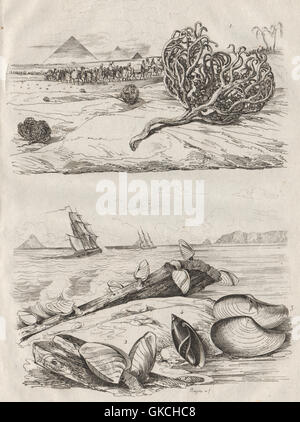 Jéricho rose-cochon. Goose barnacles. Anatina clam. Escargot Olive, 1834 Banque D'Images