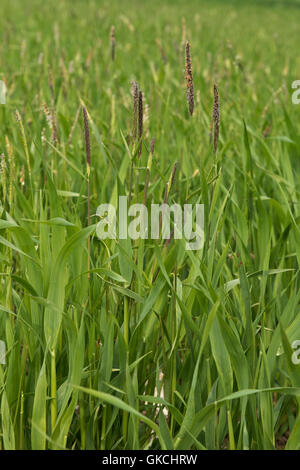 Blackgrass, Alopecurus myosuroides, la floraison dans une faible récolte de l'avoine, juin Banque D'Images