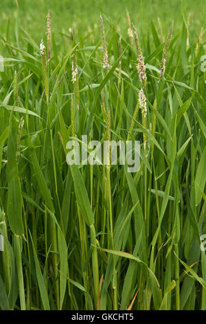 Blackgrass, Alopecurus myosuroides, la floraison dans une faible récolte de l'avoine, juin Banque D'Images