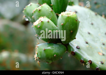 Gros plan du indian fig - Opuntia ficus indica - avec fruit non mûr. Banque D'Images