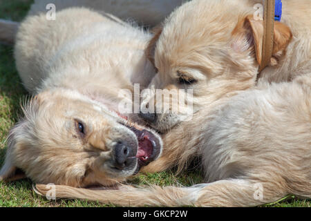 Chiots Golden Retriever. La rivalité d'enfant. (Canis lupus familiaris). Banque D'Images