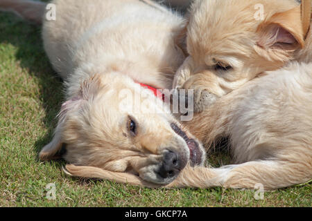 Chiots Golden Retriever. La rivalité d'enfant. (Canis lupus familiaris). Banque D'Images