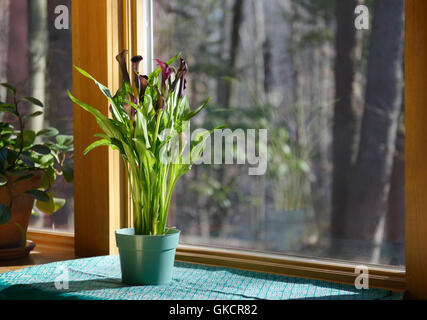 Calla Lily, Zantedeschia sp., sur un rebord de fenêtre. Séquence avec image GKCR phototropisme7F Banque D'Images