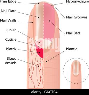 La structure de l'ongle de doigt Illustration de Vecteur