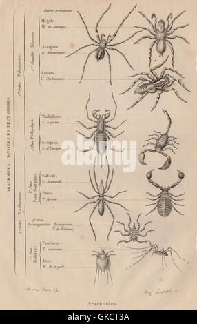 : Araignées (Arachnides arachnides). 2 commandes. La classification. Classes, print 1834 Banque D'Images