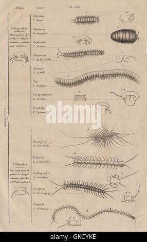 Myriapodes : Les Commandes. Les arthropodes. La classification. Myriopodes, antique print 1834 Banque D'Images