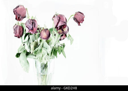 Roses rouges la décoloration et le flétrissement, isolé sur blanc. Conceptuel. Banque D'Images