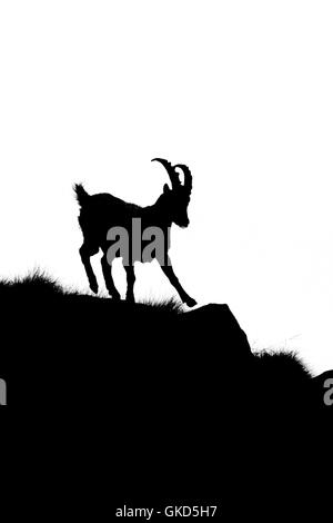 Silhouette de Bouquetin des Alpes Capra ibex mâle ( ) tout en s'exécute sur alpes Banque D'Images