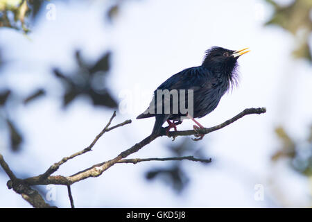 Spotless starling Sturnus unicolor ( ) mâle chanteur dans sa saison de reproduction Banque D'Images