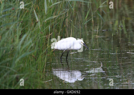 L'aigrette garzette, Egretta garzetta, petit héron blanc élégant, avec de petits poissons Banque D'Images