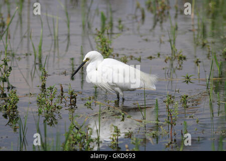 L'aigrette garzette, Egretta garzetta, petit héron blanc élégant, en piscine d'eau douce permanent Banque D'Images