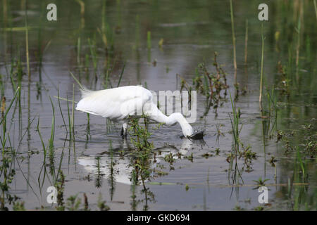 L'aigrette garzette, Egretta garzetta, petit héron blanc élégant, avec la tête sous l'eau Banque D'Images