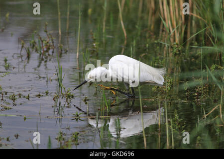 L'aigrette garzette, Egretta garzetta, petit héron blanc élégant, traquer la proie Banque D'Images