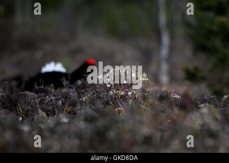 Letherleaf en fleurs (Chamaedaphne calyculata) au marais. Parc national du lac Plesheevo, Yaroslavl region, Russie Banque D'Images