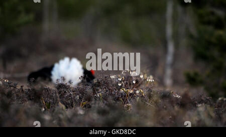 Letherleaf en fleurs (Chamaedaphne calyculata) au marais. Parc national du lac Plesheevo, Yaroslavl region, Russie Banque D'Images