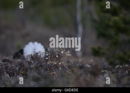 Letherleaf en fleurs (Chamaedaphne calyculata) au marais. Parc national du lac Plesheevo, Yaroslavl region, Russie Banque D'Images