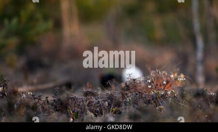 Letherleaf en fleurs (Chamaedaphne calyculata) au marais. Parc national du lac Plesheevo, Yaroslavl region, Russie Banque D'Images