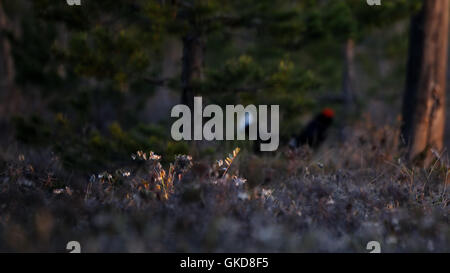 Letherleaf en fleurs (Chamaedaphne calyculata) au marais. Parc national du lac Plesheevo, Yaroslavl region, Russie Banque D'Images