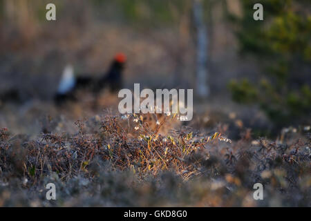 Letherleaf en fleurs (Chamaedaphne calyculata) au marais. Parc national du lac Plesheevo, Yaroslavl region, Russie Banque D'Images