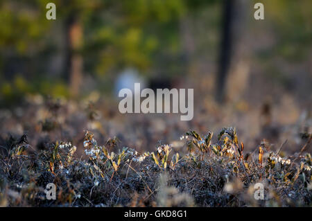 Letherleaf en fleurs (Chamaedaphne calyculata) au marais. Parc national du lac Plesheevo, Yaroslavl region, Russie Banque D'Images