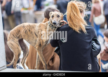 Chien de lévier italien avec sa femme propriétaire. Banque D'Images