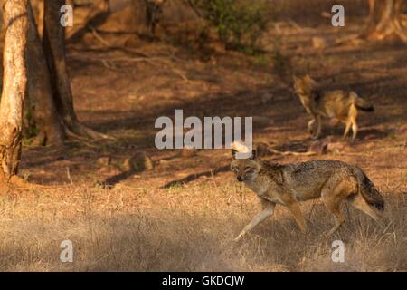 Chacal doré, Canis aureus, le parc national de Ranthambore, Rajasthan, Inde, Asie Banque D'Images