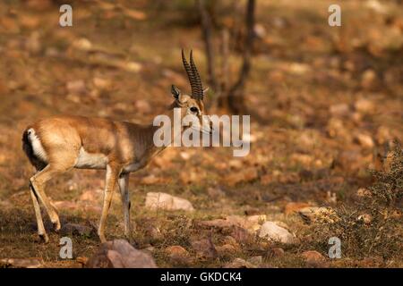 Gazelle indienne, ou des ours, Gazella bennettii, le parc national de Ranthambore, Rajasthan, Inde, Asie Banque D'Images