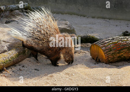 Porc-épic d'Afrique Hystrix cristata épines afficher dans le zoo Banque D'Images