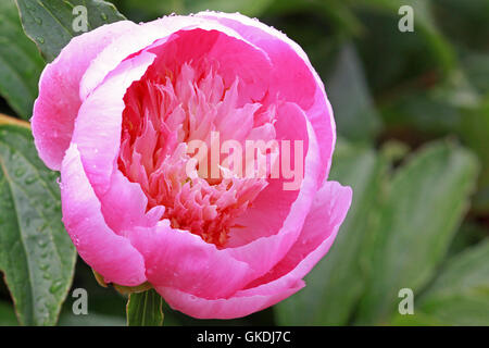 Fleur de pivoine Banque D'Images