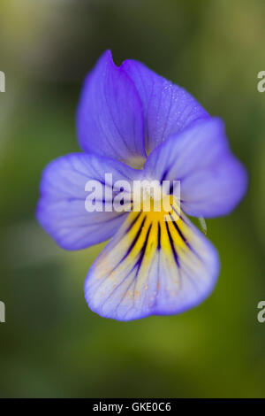 Fleur de viola tricolore, également connue sous le nom de Johnny Jump up Banque D'Images