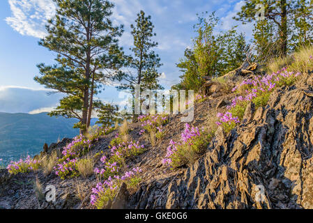 Giants Head Mountain Park, Summerland, Okanagan Valley, British Columbia, Canada Banque D'Images