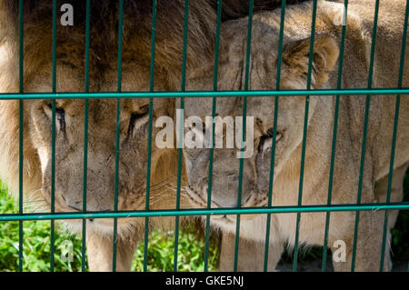 Un close up image d'un lion et lionne derrière les barreaux, captive, vivant dans un zoo. Banque D'Images