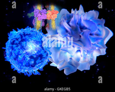 Illustration d'ordinateur d'une cellule dendritique (bleu clair) et un t-cell (bleu clair) de l'interaction. Les deux cellules sont des composants du système immunitaire du corps. Les cellules dendritiques sont des cellules présentatrices d'antigène (CPA), qui est, ils présentent les agents pathogènes ou molécules étrangères (antigènes) à d'autres cellules du système immunitaire à éliminer. Les lymphocytes T sont activés par les cellules dendritiques d'effectuer une réponse immunitaire. Banque D'Images