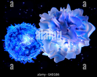 Illustration d'ordinateur d'une cellule dendritique (bleu clair) et un t-cell (bleu clair) de l'interaction. Les deux cellules sont des composants du système immunitaire du corps. Les cellules dendritiques sont des cellules présentatrices d'antigène (CPA), qui est, ils présentent les agents pathogènes ou molécules étrangères (antigènes) à d'autres cellules du système immunitaire à éliminer. Les lymphocytes T sont activés par les cellules dendritiques d'effectuer une réponse immunitaire. Banque D'Images