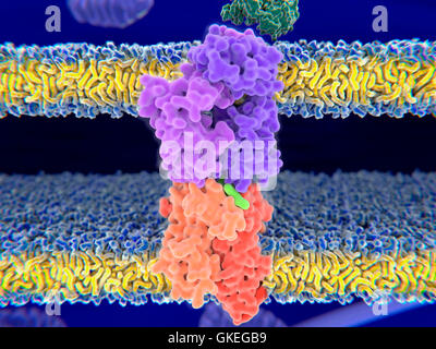 Illustration d'ordinateur d'un récepteur des lymphocytes T (violet) se liant à un complexe antigène-CMH (orange et vert). L'antigène (vert clair) est un peptide d'une cellule tumorale, bactéries ou virus. Un certain nombre de cellules antigènes aux lymphocytes présents via la membrane complexe majeur d'histocompatibilité (CMH) de molécules (orange). Après avoir lié le complexe antigène-CMH, le récepteur des lymphocytes T envoie un signal dans la cascade des lymphocytes T (top) qui déclenche une réponse immunitaire. Banque D'Images