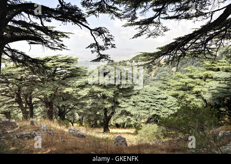 Cèdres du Liban Banque D'Images