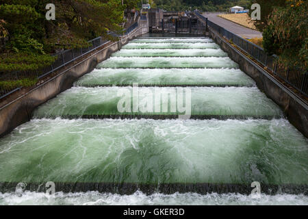 Les échelles à poissons au barrage de Bonneville le long de la rivière Columbia dans l'Oregon Banque D'Images