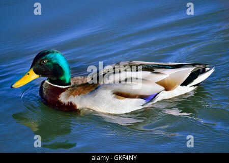 Canard colvert - Anas platyrhynchos homme natation sur le lac Banque D'Images