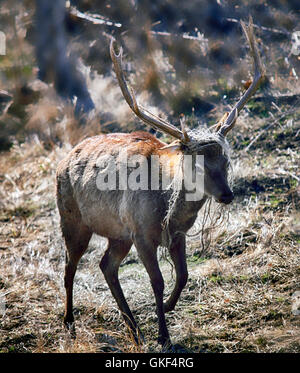 Le mâle de cerfs tacheté debout dans la forêt. Le cerf sika durant la mue de printemps avec des morceaux de corde sur les cornes Banque D'Images