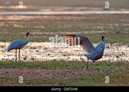 L'image de grues Sarus ( Grus antigone) dans Keoladev national park, Bharatpur, Inde Banque D'Images