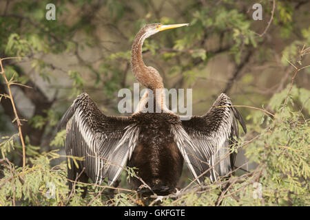 Le vert ou le serpent soleil oiseau lui-même au sanctuaire des oiseaux de Bharatpur Keoladeo dans Rajasthan Site du patrimoine mondial de l'UNESCO Banque D'Images